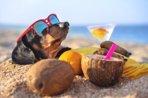 dog drinking cocktails at key west beach
